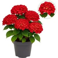 Exotenherz Beetpflanze Exotenherz - Hortensia - Hydrangea - Rot - 7-12 Blühten - 23cm Topf