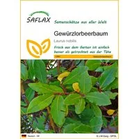 SAFLAX Blumensamen SAFLAX - Samen - Gewürzlorbeerbaum