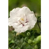 Pflanzen für Dich Gehölze Hibiscus syriacus China Chiffon, 1 St., Garteneibisch, Straucheibisch