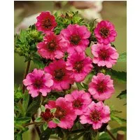 Pflanzen für Dich Bodendecker Potentilla nepalensis Miss Willmott, 1 St., Nepal-Fingerkraut, Fingerstrauch, rosarot, lange blütezeit