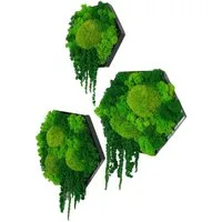 Gedankenwunder Manufaktur Bild Island Ranke Moosbild Hexagon Sechseck Wabe Islandmoos & Ballenmoos