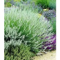 BALDUR Garten Staude Duft-Lavendel 'Weiß', 3 St., Duftlavendelhecken, winterhart, mehrjährig, duftend