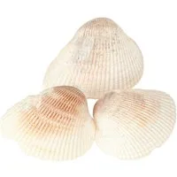 Posiwio Bastelnaturmaterial Maritime Deko Muscheln für kreative Gestaltung und
