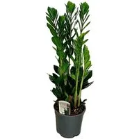 meinvipshop Zimmerpflanze Glücksfeder Zamioculcas 85cm Zimmerpflanze