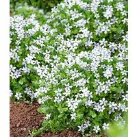 BALDUR Garten Bodendecker Isotoma 'White Splash', 15 St., Schnellwachsend, winterhart, mehrjährig, pflegeleicht