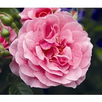 Dehner Rose Kletterrose Camelot®, große gefüllte rosa Blüten, nach Zitrone duftend, Züchter Tantau