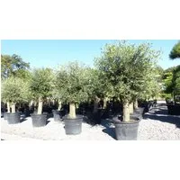 gruenwaren jakubik Olivenbaum winterharter XXL Olivenbaum Premium 50 Jahre, extra dicke Stämme