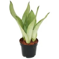Exotenherz Zimmerpflanze Sansevieria trifasciata Moonshine silberner Bogenhanf 12cm Topf