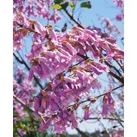 Pflanzen für Dich Baum Paulownia tomentosa, 1 St., Blauglockenbaum, Kaiserbaum, Kaiser-Paulownie, schnellwachsend, violettblühend