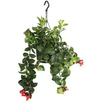 Dehner Zimmerpflanze Schamblume Mona Lisa, in Blumenampel, 40-45 cm, Ø Topf 15 cm, Aeschynanthus radicans