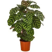 Dehner Zimmerpflanze Korbmarante Makoyana, Calathea, luftreinigende Wirkung