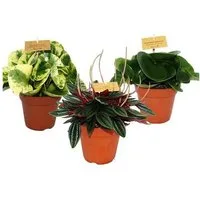 Exotenherz Kaktus Zwergpfeffer-3er Set, Peperomia, Eden-Mix, 3 Pflanzen im 12cm Topf