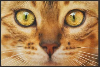 Fussmatte Katze 6259 | Größe: 60 cm x 45 cm