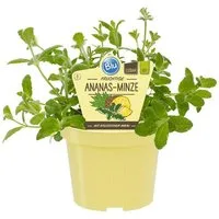 Exotenherz Gewürzkraut Ananas-Minze Mentha suaveolens variegata Kräuterpflanze im 12cm Topf
