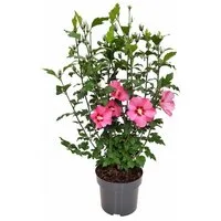Pflanzen für Dich Gehölze Hibiscus syriacus Woodbridge, 1 St., Garten-Eibisch, Straucheibisch, Hibiskus