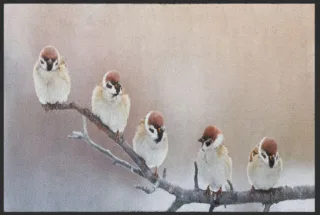Fussmatte Vögel 4527 | Größe: 60 cm x 45 cm