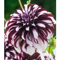 BALDUR Garten Blumenzwiebeln Dahlie 'Tartan', Schmuckdahlien, mehrjährig, reichblühend, pflegeleicht