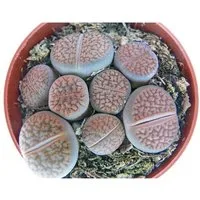 Exotenherz Kaktus Lithops - Lebender Stein - mehrere Pflanzen im 8,5cm Topf