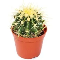 Exotenherz Kaktus Echinocactus grusonii - Schwiegermutterstuhl - im 5,5cm Topf