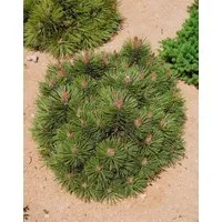 Pflanzen für Dich Konifere Pinus nigra Bambino, 1 St., Schwarzkiefer, kompakt, immergrün