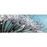 artissimo Glasbild Bild aus Glas 80x30 cm / Wandbild Querformat / Wanddeko modern, Natur: Pusteblume mit Wassertropfen in Türkis