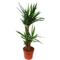 Exotenherz Zimmerpflanze Yucca Palme - Palmlilie - 2 runde Stämme - ca. 80cm hoch