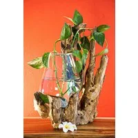 Kinaree Dekovase Geschmolzenes Glas auf Wurzelholz 30-50cm (Glas + Wurzel), Absolute Einzelstücke, Naturprodukt, Individuell, Braun, Glas