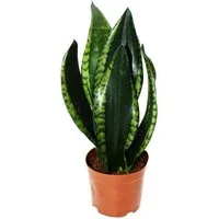 Exotenherz Zimmerpflanze Sansevieria trifasciata Silver Flame Bogenhanf 12cm Topf
