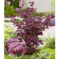 BALDUR Garten Zierstrauch Japanischer Ahorn 'Burgund', 1 St., Zwerg-Ahorn, winterhart, mehrjährig
