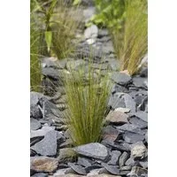 Pflanzen für Dich Gräser Stipa tenuissima, 1 St., Mexikanisches Federgras, Engelshaargras, feinblättrig, windbewegend