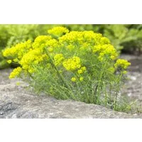Pflanzen für Dich Staude Euphorbia cyparissias, 1 St., Zypressen-Wolfsmilch, Zypressenblättrige Wolfsmilch