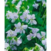 Pflanzen für Dich Staude Viola sororia Dark Freckels, 1 St., Veilchen