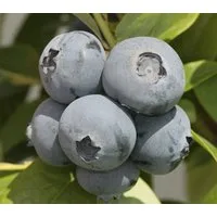 Dehner Obstpflanze Heidelbeere Bonus, Vaccinium corymbosum, Beerenstrauch mit sehr großen, aromatischen Früchten