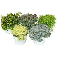 Exotenherz Beetpflanze 5 ver. Winterharte Sedum-Pflanzen Fetthenne abwechslungsr. Farbspiel