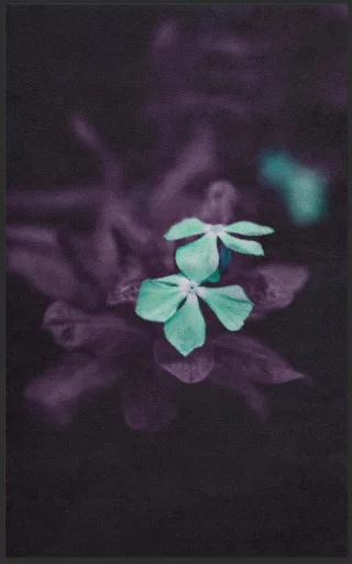 Fussmatte 7582 | Größe: 60 cm x 90 cm