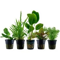 Aquaone Wasserpflanze Pflanzen Set mit 5 Aquariumpflanzen ohne CO2 Nr.252