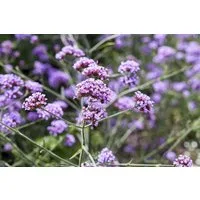 Pflanzen für Dich Staude Verbena bonariensis Lollipop, 1 St., Argentinisches Eisenkraut, Patagonisches Eisenkraut