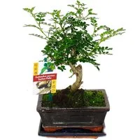 Exotenherz Zimmerpflanze Bonsai Szechuan-Pfeffer Zanthoxylum piperitum ca. 6 Jahre Kugelform