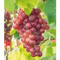 BALDUR Garten Obstpflanze Kernlose Tafel-Traube 'Vanessa®', 1 St., Selbstbefruchtend, winterhart, mehrjährig, pflegeleicht