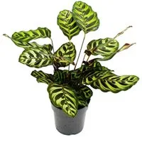 Exotenherz Zimmerpflanze Schattenpflanze Calathea makoyana Korbmarante 14cm Topf 35-40cm hoch