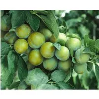 Pflanzen für Dich Obstpflanze Prunus dom. Ontario, 1 St., Ontario-Pflaume, Pflaumenbaum, gelbe Früchte, saftig-süß