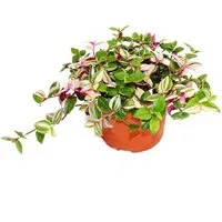 Exotenherz Zimmerpflanze Dreimasterblume Tradescantia quadricolor Zimmerpflanze 12cm Topf