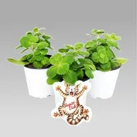 Exotenherz Gemüsepflanze Coleus canin - Verpiss-Dich - Pflanze - 4 Pflanzen