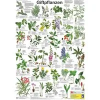 Close Up Poster Giftpflanzen Poster deutsch DIN A1 59,4 x 84,1 cm