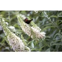 Pflanzen für Dich Gehölze Buddleja davidii Nanho White, 1 St., Schmetterlingsflieder, Sommerflieder