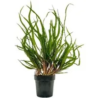 Aquaone Wasserpflanze Mutterpflanze Aquariumpflanze Cryptocoryne Balansae Topf Nr.309B XL