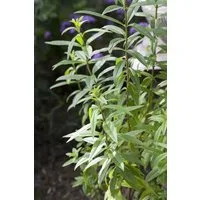 Pflanzen für Dich Staude Aloysia triphylla, 1 St., Zitronenverbene, Zitronenstrauch, Verveine