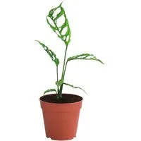 Dehner Zimmerpflanze Fensterblatt Peru, Monstera obliqua, 20 cm inkl. Pflanztopf, Ø 12 cm, Zimmerpflanzen-Rarität mit stark gefenstertem Blattwerk