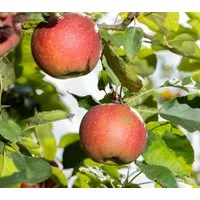 Garten von Ehren Apfelbaum Malus Wellant Containerware 120-160 cm hoch