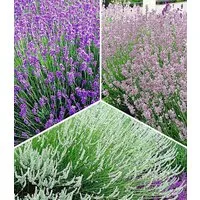 BALDUR Garten Staude Lavendel-Kollektion, 9 St., Lippenblütler, duftend, winterhart, mehrjährig, pflegeleicht